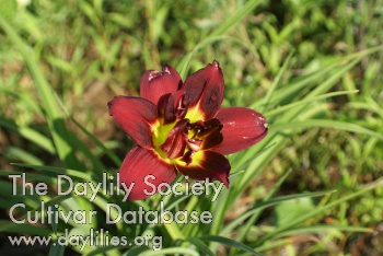 Daylily Double Red